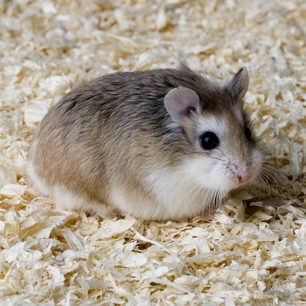 Roborowskihamster